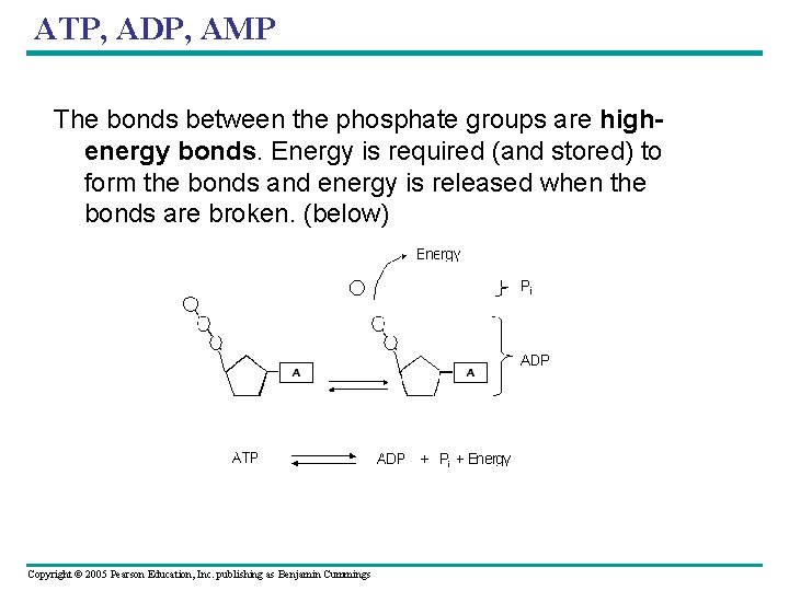 ATP, ADP, AMP The bonds between the phosphate groups are highenergy bonds. Energy is