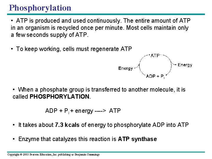 Phosphorylation • ATP is produced and used continuously. The entire amount of ATP in