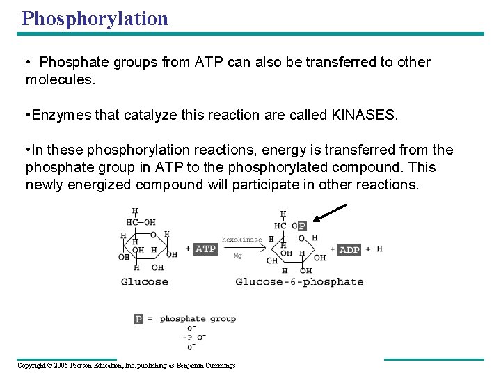 Phosphorylation • Phosphate groups from ATP can also be transferred to other molecules. •