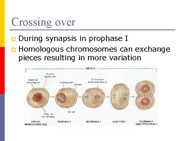 Crossing over During synapsis in prophase I p Homologous chromosomes can exchange pieces resulting