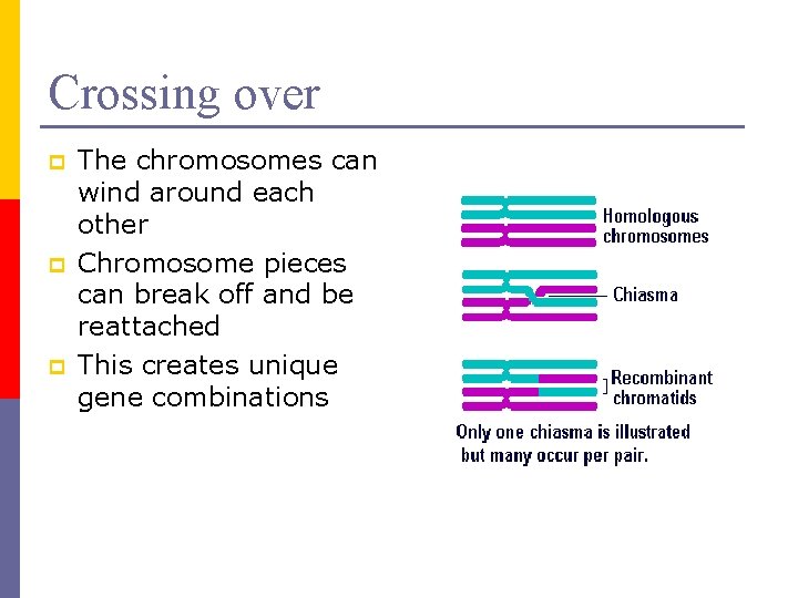 Crossing over p p p The chromosomes can wind around each other Chromosome pieces