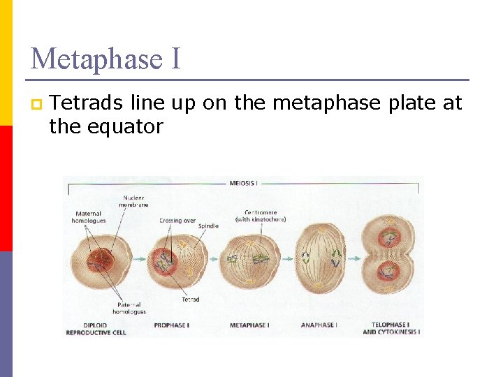 Metaphase I p Tetrads line up on the metaphase plate at the equator 