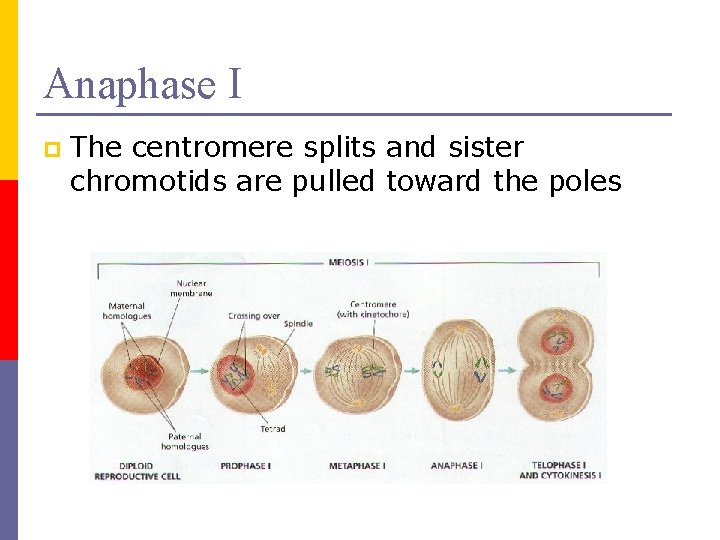 Anaphase I p The centromere splits and sister chromotids are pulled toward the poles