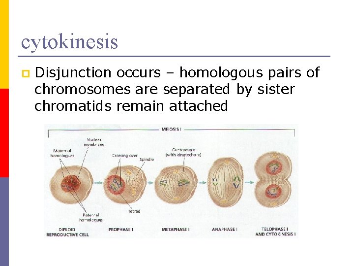 cytokinesis p Disjunction occurs – homologous pairs of chromosomes are separated by sister chromatids