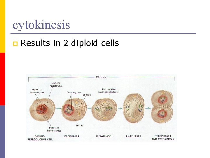 cytokinesis p Results in 2 diploid cells 