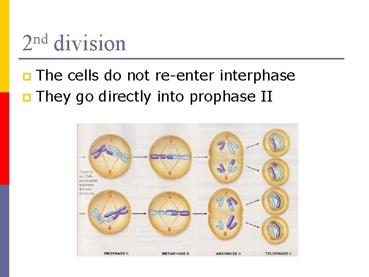 2 nd division The cells do not re-enter interphase p They go directly into