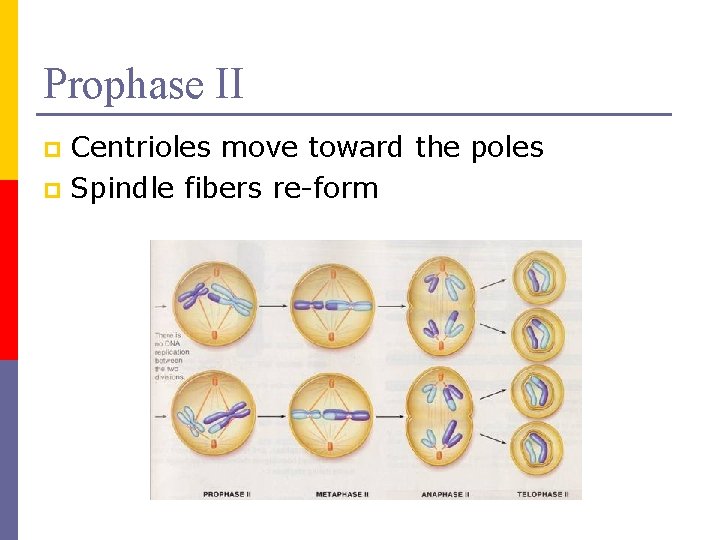 Prophase II Centrioles move toward the poles p Spindle fibers re-form p 