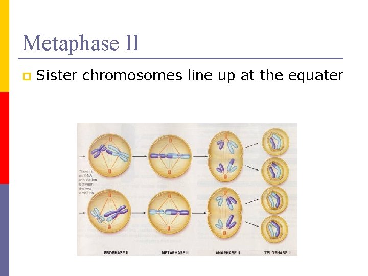 Metaphase II p Sister chromosomes line up at the equater 