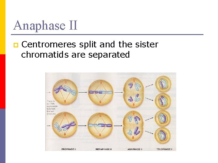 Anaphase II p Centromeres split and the sister chromatids are separated 