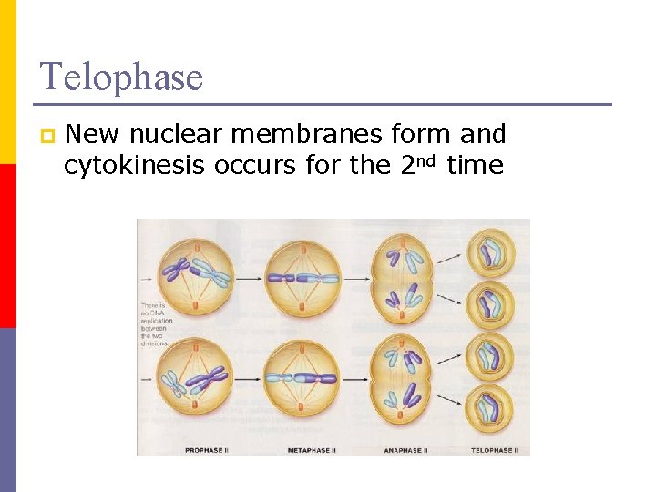 Telophase p New nuclear membranes form and cytokinesis occurs for the 2 nd time