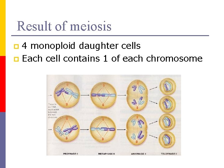 Result of meiosis 4 monoploid daughter cells p Each cell contains 1 of each