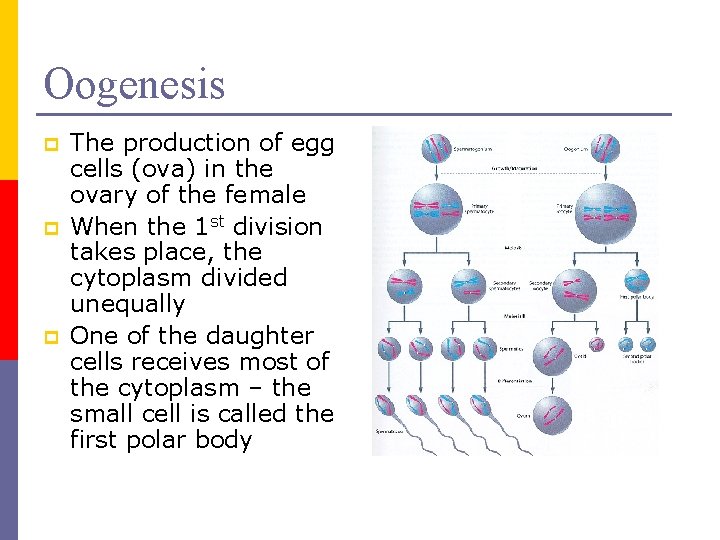 Oogenesis p p p The production of egg cells (ova) in the ovary of