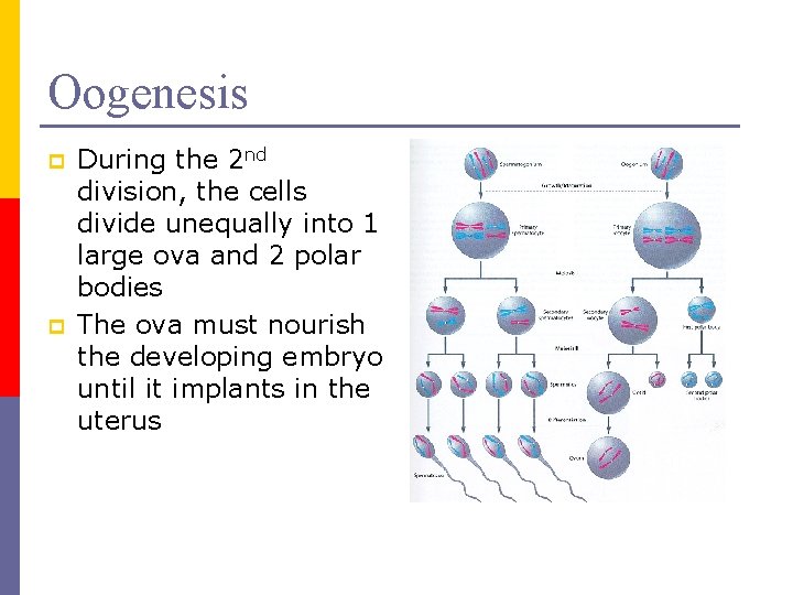 Oogenesis p p During the 2 nd division, the cells divide unequally into 1