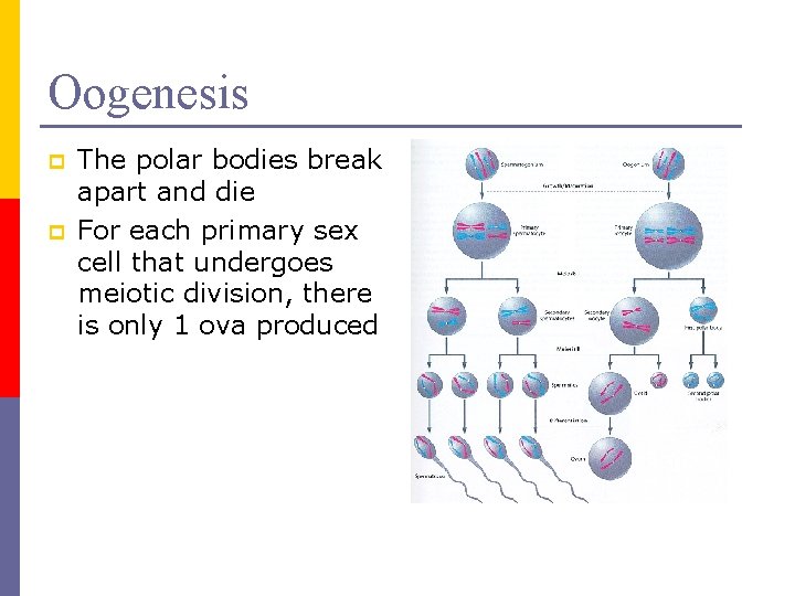 Oogenesis p p The polar bodies break apart and die For each primary sex