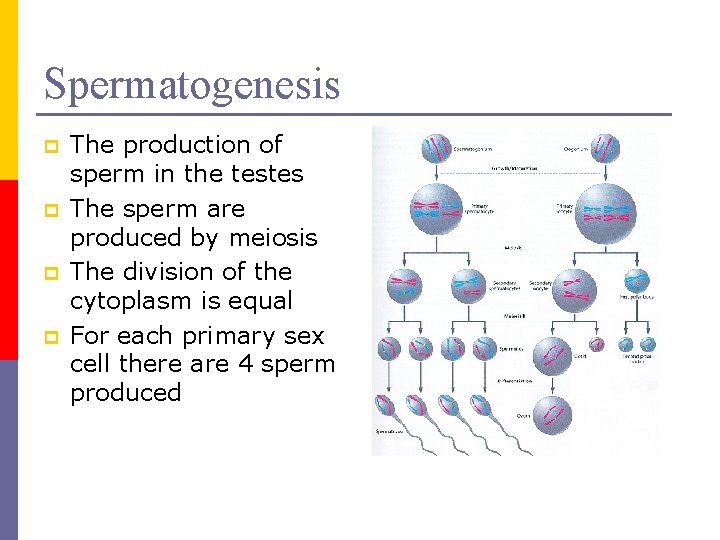 Spermatogenesis p p The production of sperm in the testes The sperm are produced