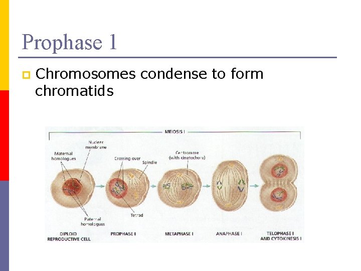 Prophase 1 p Chromosomes condense to form chromatids 