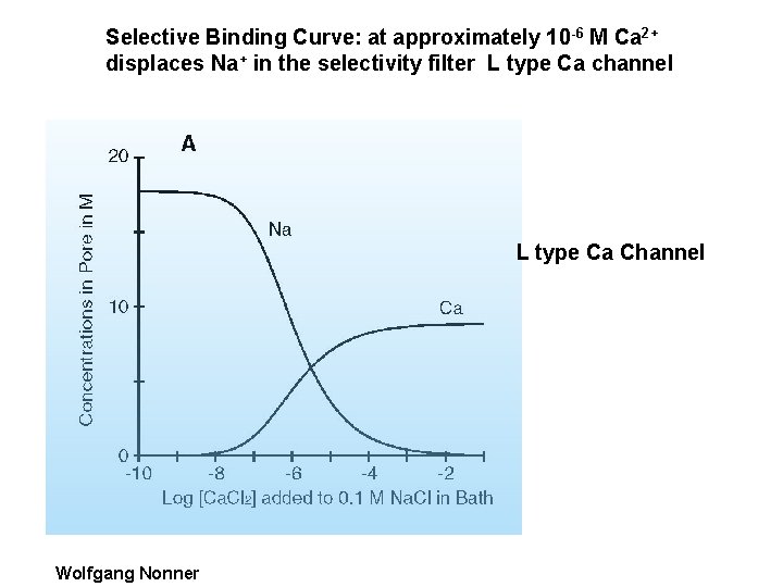 Selective Binding Curve: at approximately 10 -6 M Ca 2+ displaces Na+ in the