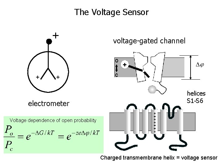 The Voltage Sensor + voltage-gated channel o + + electrometer c helices S 1