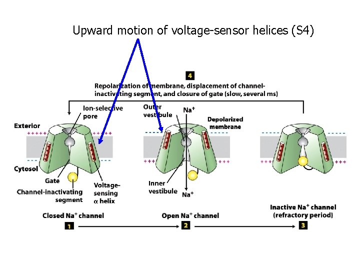 Upward motion of voltage-sensor helices (S 4) 