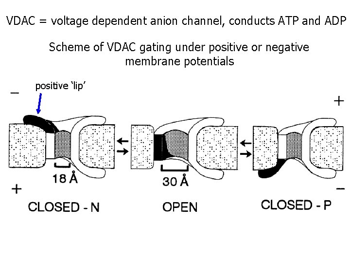 VDAC = voltage dependent anion channel, conducts ATP and ADP Scheme of VDAC gating