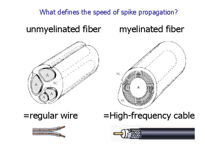 What defines the speed of spike propagation? unmyelinated fiber =regular wire myelinated fiber =High-frequency