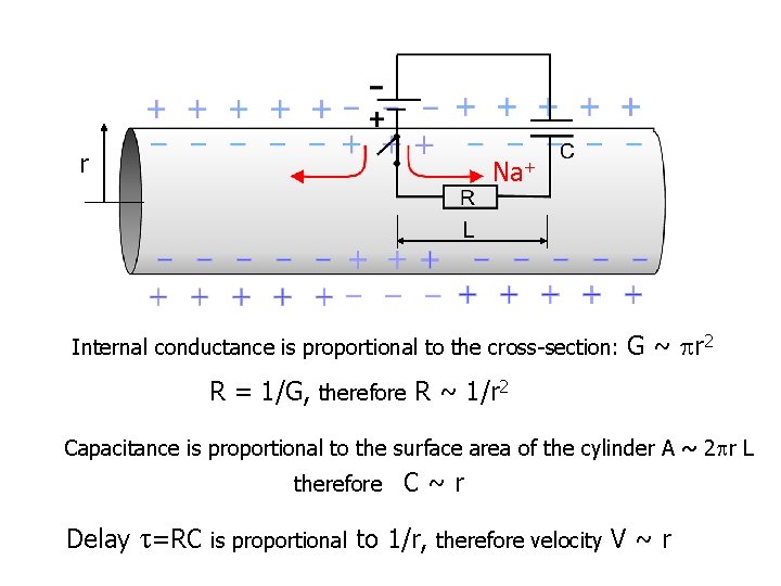 r Na+ L Internal conductance is proportional to the cross-section: G ~ pr 2