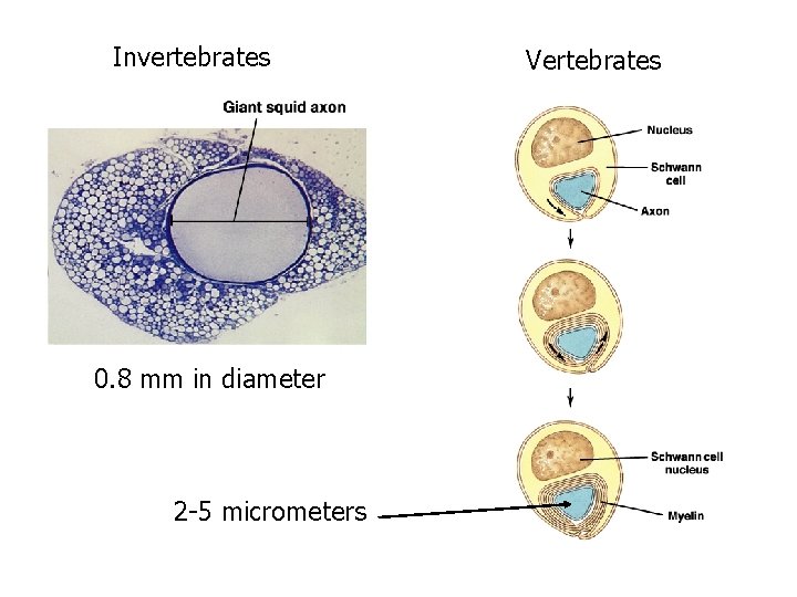 Invertebrates 0. 8 mm in diameter 2 -5 micrometers Vertebrates 
