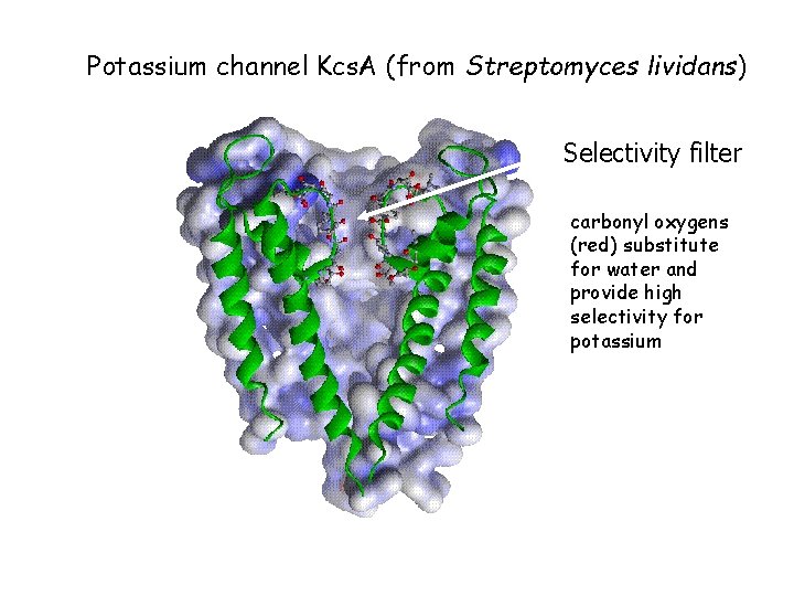 Potassium channel Kcs. A (from Streptomyces lividans) Selectivity filter carbonyl oxygens (red) substitute for