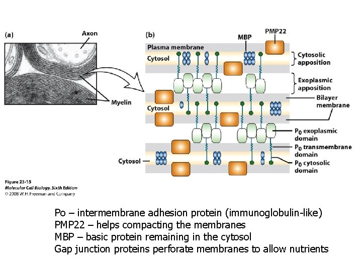 Po – intermembrane adhesion protein (immunoglobulin-like) PMP 22 – helps compacting the membranes MBP