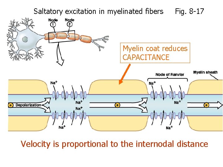 Saltatory excitation in myelinated fibers Fig. 8 -17 Myelin coat reduces CAPACITANCE Velocity is
