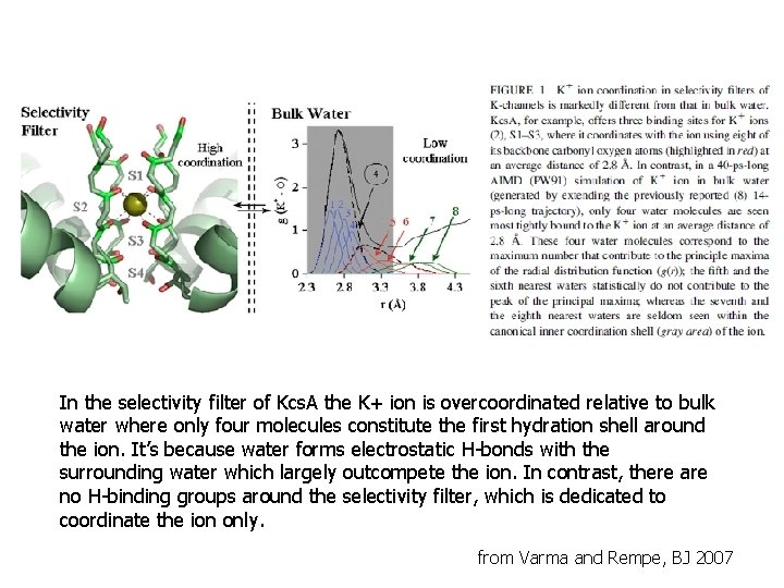 In the selectivity filter of Kcs. A the K+ ion is overcoordinated relative to