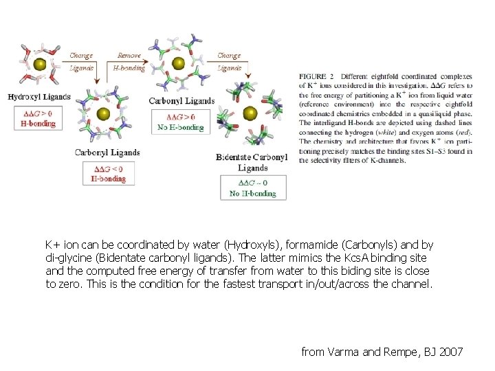 K+ ion can be coordinated by water (Hydroxyls), formamide (Carbonyls) and by di-glycine (Bidentate