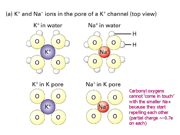 Carbonyl oxygens cannot ‘come in touch’ with the smaller Na+ because they start repelling