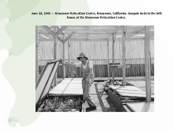 June 28, 1942 — Manzanar Relocation Center, Manzanar, California. Guayule beds in the lath