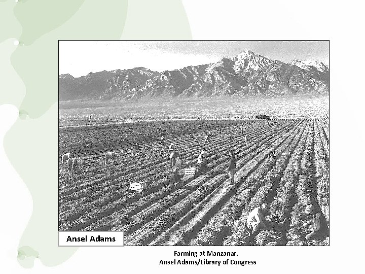 Ansel Adams Farming at Manzanar. Ansel Adams/Library of Congress 