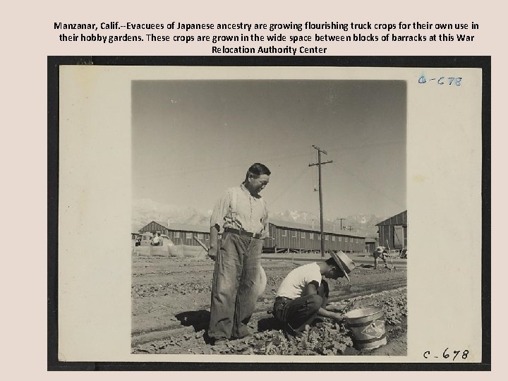 Manzanar, Calif. --Evacuees of Japanese ancestry are growing flourishing truck crops for their own