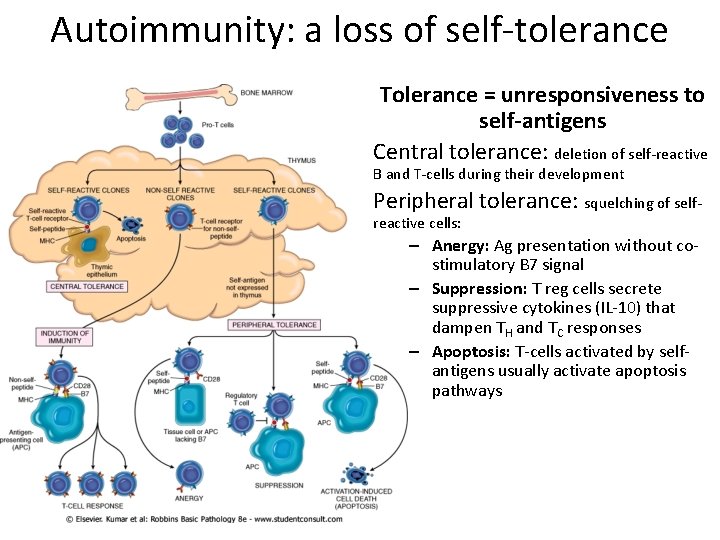 Autoimmunity: a loss of self-tolerance Tolerance = unresponsiveness to self-antigens Central tolerance: deletion of Autoimmunity: a loss of self-tolerance Tolerance = unresponsiveness to self-antigens Central tolerance: deletion of