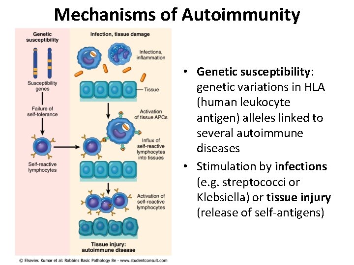 Mechanisms of Autoimmunity • Genetic susceptibility: genetic variations in HLA (human leukocyte antigen) alleles Mechanisms of Autoimmunity • Genetic susceptibility: genetic variations in HLA (human leukocyte antigen) alleles