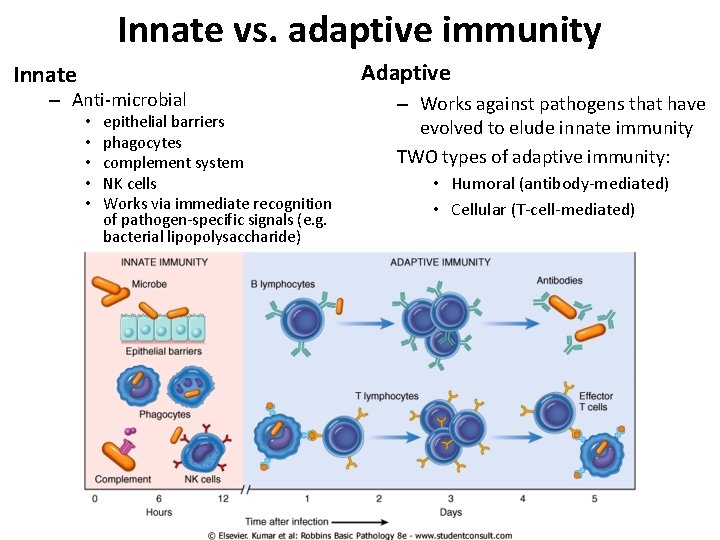 Innate vs. adaptive immunity Adaptive Innate – Anti-microbial • • • epithelial barriers phagocytes Innate vs. adaptive immunity Adaptive Innate – Anti-microbial • • • epithelial barriers phagocytes
