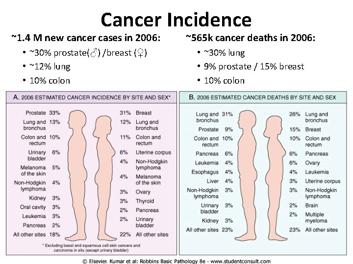 Cancer Incidence ~1. 4 M new cancer cases in 2006: ~565 k cancer deaths Cancer Incidence ~1. 4 M new cancer cases in 2006: ~565 k cancer deaths