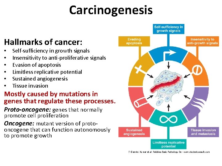 Carcinogenesis Hallmarks of cancer: • • • Self-sufficiency in growth signals Insensitivity to anti-proliferative Carcinogenesis Hallmarks of cancer: • • • Self-sufficiency in growth signals Insensitivity to anti-proliferative