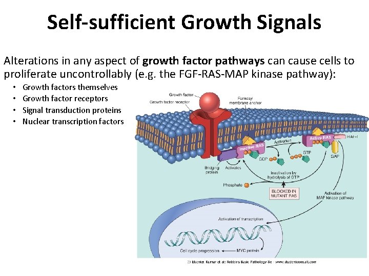 Self-sufficient Growth Signals Alterations in any aspect of growth factor pathways can cause cells Self-sufficient Growth Signals Alterations in any aspect of growth factor pathways can cause cells
