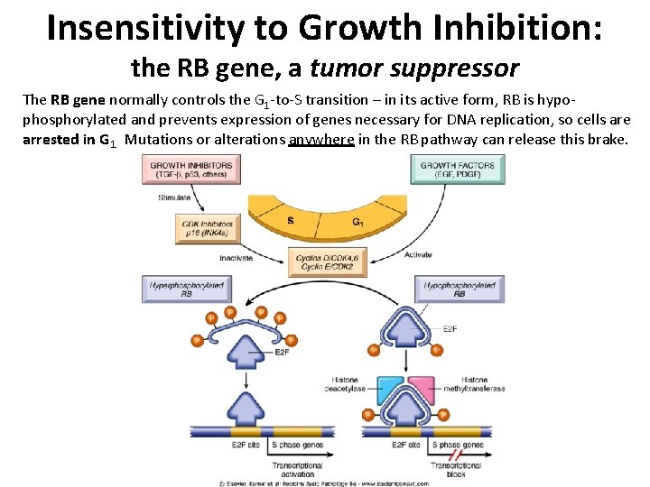 Insensitivity to Growth Inhibition: the RB gene, a tumor suppressor The RB gene normally Insensitivity to Growth Inhibition: the RB gene, a tumor suppressor The RB gene normally