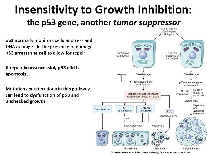 Insensitivity to Growth Inhibition: the p 53 gene, another tumor suppressor p 53 normally Insensitivity to Growth Inhibition: the p 53 gene, another tumor suppressor p 53 normally