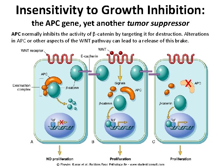 Insensitivity to Growth Inhibition: the APC gene, yet another tumor suppressor APC normally inhibits Insensitivity to Growth Inhibition: the APC gene, yet another tumor suppressor APC normally inhibits