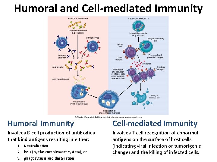 Humoral and Cell-mediated Immunity Humoral Immunity Cell-mediated Immunity Involves B-cell production of antibodies that Humoral and Cell-mediated Immunity Humoral Immunity Cell-mediated Immunity Involves B-cell production of antibodies that