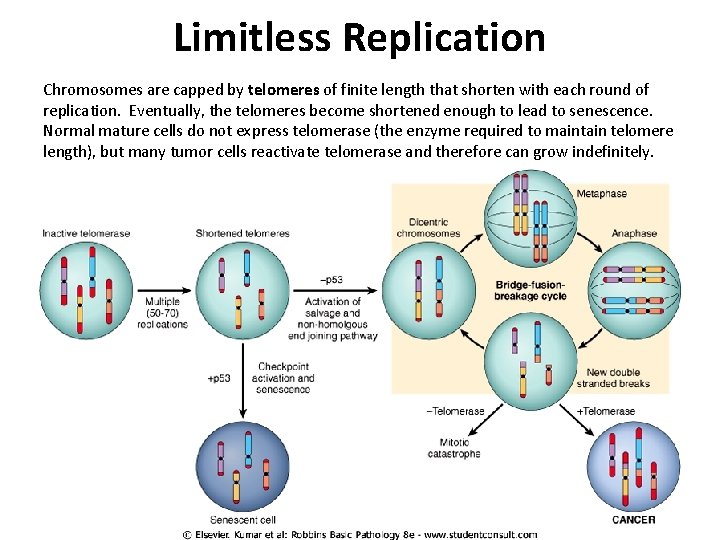 Limitless Replication Chromosomes are capped by telomeres of finite length that shorten with each Limitless Replication Chromosomes are capped by telomeres of finite length that shorten with each