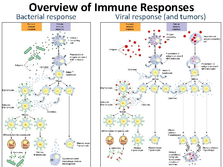 Overview of Immune Responses Bacterial response Viral response (and tumors) Overview of Immune Responses Bacterial response Viral response (and tumors)