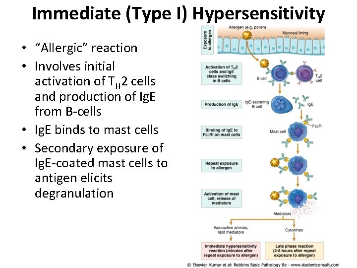 Immediate (Type I) Hypersensitivity • “Allergic” reaction • Involves initial activation of TH 2 Immediate (Type I) Hypersensitivity • “Allergic” reaction • Involves initial activation of TH 2