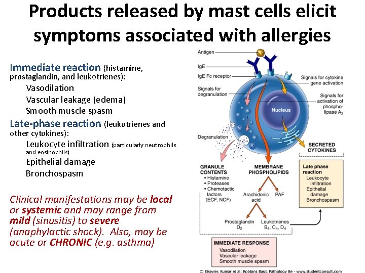Products released by mast cells elicit symptoms associated with allergies Immediate reaction (histamine, prostaglandin, Products released by mast cells elicit symptoms associated with allergies Immediate reaction (histamine, prostaglandin,